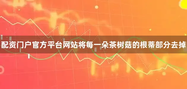 配资门户官方平台网站将每一朵茶树菇的根蒂部分去掉